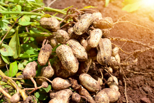 peanuts plants Fresh peanuts plants with roots peanut crop stock pictures, royalty-free photos & images