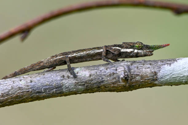 istock Lance-nosed chameleon - Calumma gallus also known as a blade chameleon is endemic to eastern Madagascar. 1409838536