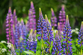 lupine field with pink purple and blue flowers. Bunch of lupines summer flower background