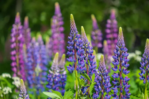 Photo of lupine field with pink purple and blue flowers. Bunch of lupines summer flower background