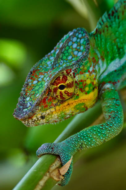 istock Chameleon Furcifer Pardalis, Madagascar nature 1409839241