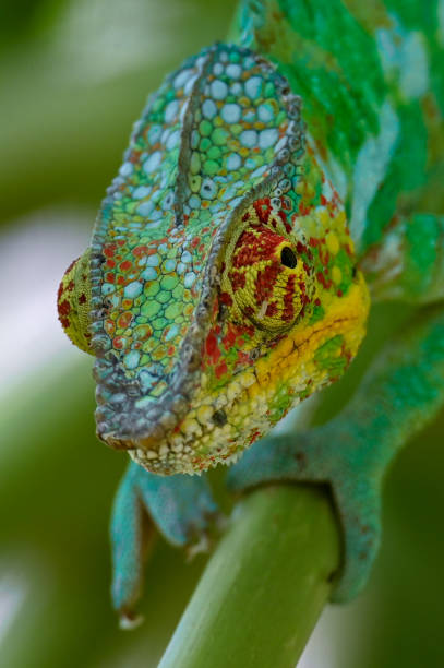istock Chameleon Furcifer Pardalis, Madagascar nature 1409839562
