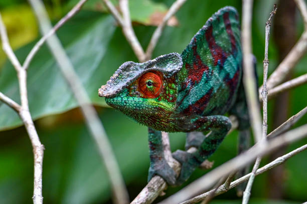 istock Chameleon Furcifer Pardalis, Madagascar nature 1409839595