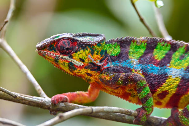 istock Chameleon Furcifer Pardalis, Madagascar nature 1409839684