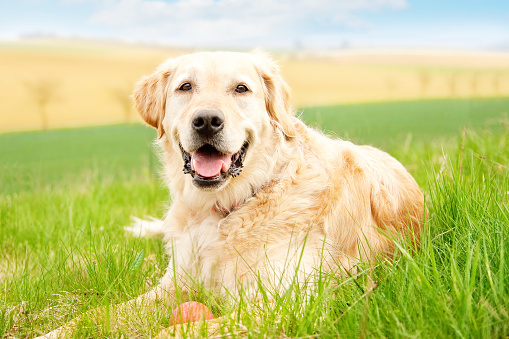 Golden Retriever with sports ball is laying in the meadow