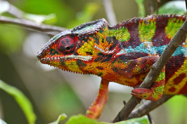 Chameleon Furcifer Pardalis, Madagascar nature stock photo