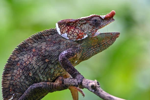 istock Chameleon Furcifer Pardalis, Madagascar nature 1409839759