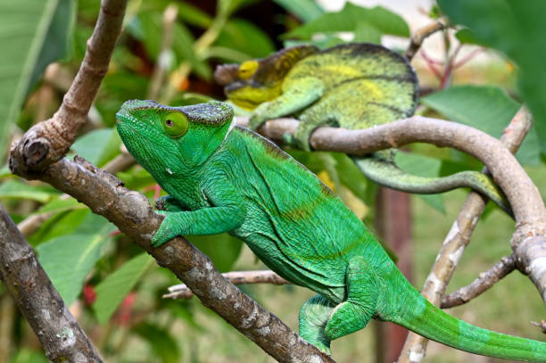 istock Chameleon Furcifer Pardalis, Madagascar nature 1409839860