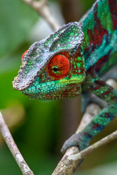 istock Chameleon Furcifer Pardalis, Madagascar nature 1409839905