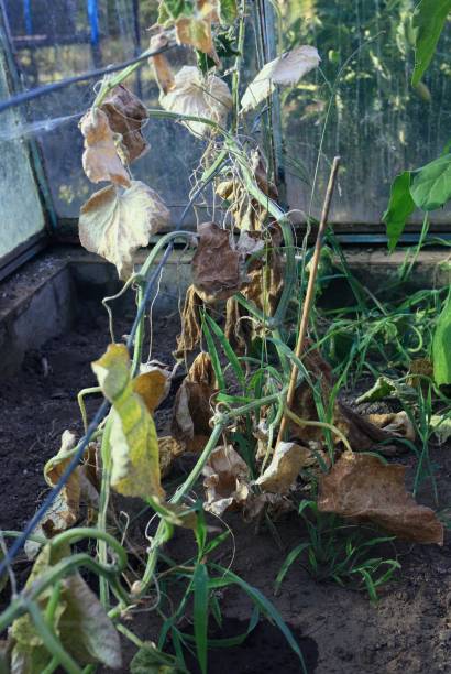 istock Cucumber leaves damaged by spider mites (Tetranychus spp). 1409839951