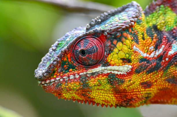 istock Chameleon Furcifer Pardalis, Madagascar nature 1409840069