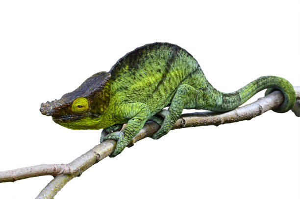 istock Chameleon Furcifer Pardalis, Isolated on white 1409840074