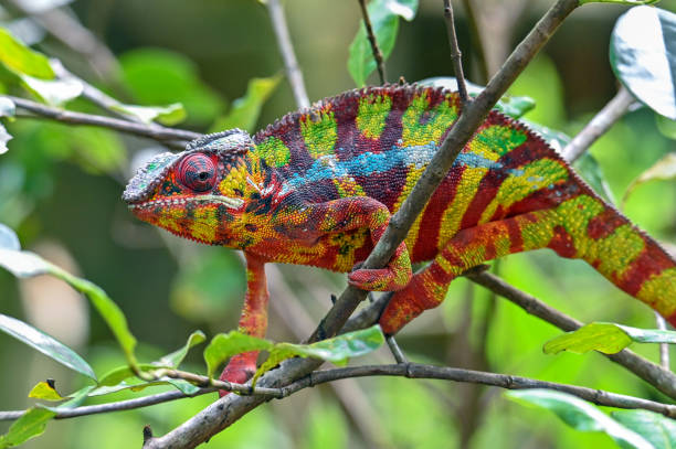 istock Chameleon Furcifer Pardalis, Madagascar nature 1409840698