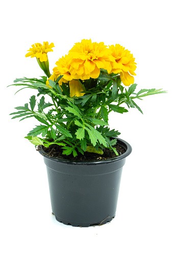 Yellow Tagetes marigold flowerpot isolated on white background