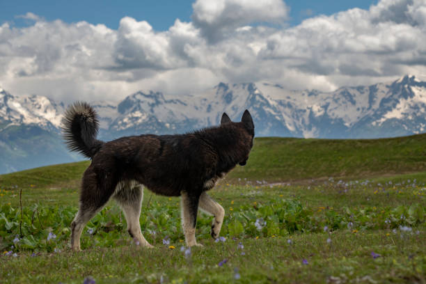 Beautiful dog in the mountains.