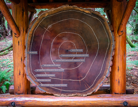 Cross section of a giant redwood tree in Muir Woods National Monument, dating back to 909 AD. The annual rings are marked with historical events. The tree was 1021 years old when it fell. Mount Tamalpais, Marin County, CA, USA.