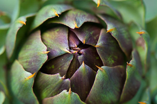 detalle de púrpura y verde de alcachofa - artichoke vegetable macro close up fotografías e imágenes de stock