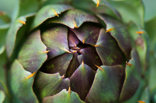 Close detail of violet artichoke taken from to top
