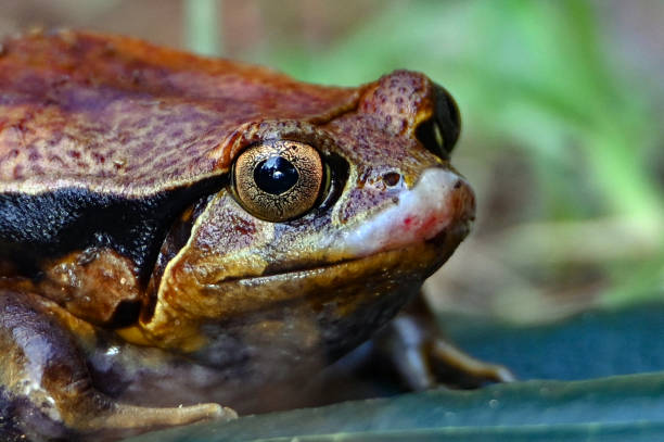 istock Tomato frog - Dyscophus guineti, Madagascar nature 1409846985