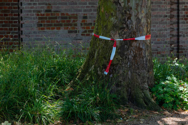 istock Red and white tape barrier tied around a tree trunk. 1409847009
