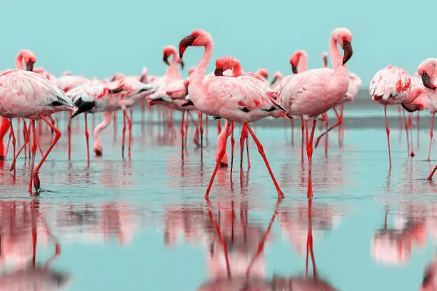 Photo of Wild  life.  Flock of pink african flamingos  walking around the blue lagoon on the background of bright sky