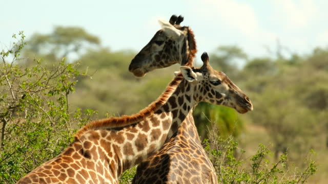 Two giraffes in love stand and graze cuddling with intertwined necks in the wild