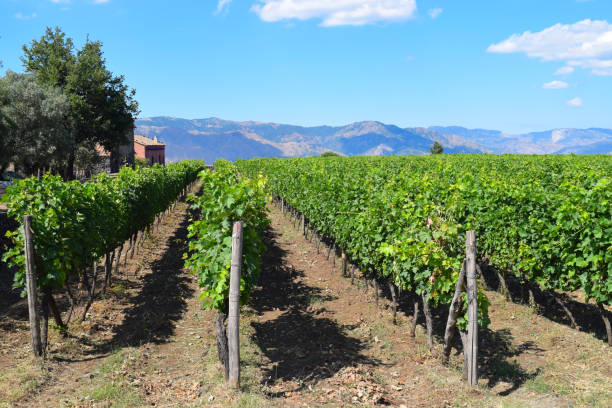 istock Vines on vineyard on Mount Etna, Sicily, with mountains in the background 1409849618