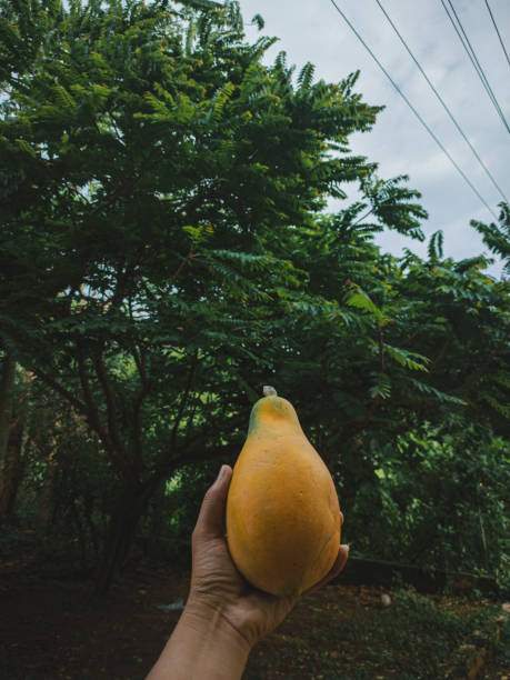 istock Man holding fresh papaya with monsoon background. 1409850413