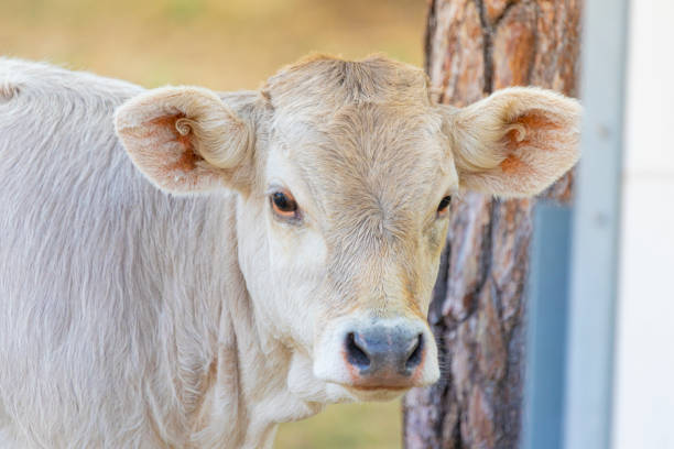breed of cattle from the south-eastern Pyrenees, endangered species. Bruna dels Pirineus in Catalonian. Bruna de los Pirineos in Spanish.