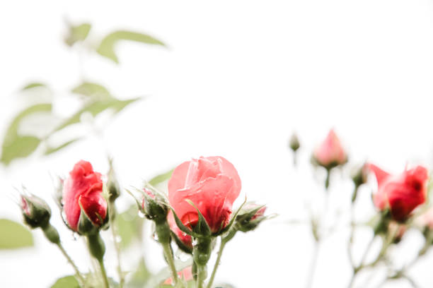Scarlet roses in water drops and green leaves on a light background, selective focus, blur