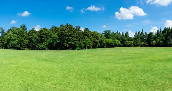 empty grassland and clear sky background in the park, the lighting is natural sunlight. and there are trees, blue sky, white clouds in the background. this photo is a scenic background during the spring or summer.
