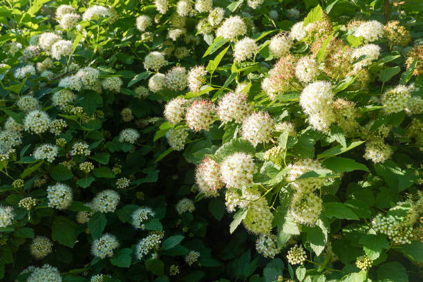 istock Blooming white hydrangea hortensia bush in a garden in summer day 1409852130