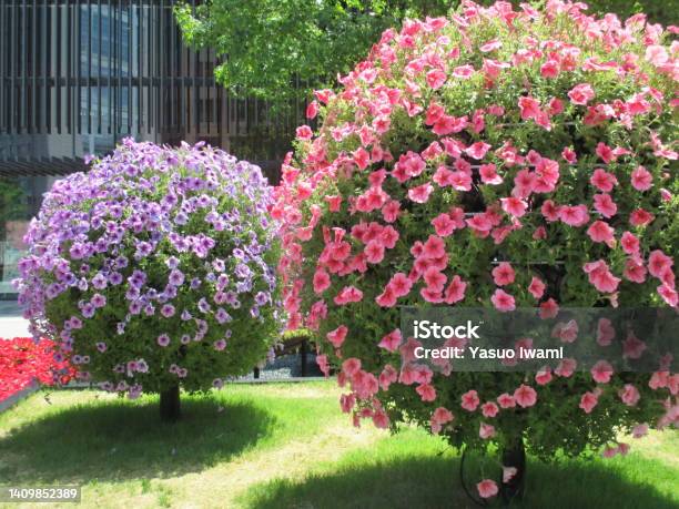 A Spherical Object Made Of Colorful Petunia Flowers Stock Photo - Download Image Now