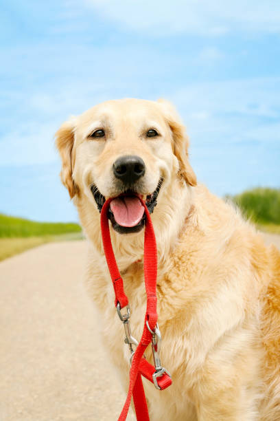 istock Golden Retriever holding a red leash 1409854105