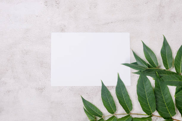 istock white blank greeting card and branch with leaves  on conkrete table 1409855029