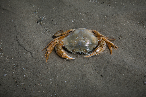 Germany, Pellworm, July 2022, Crab in the Wadden Sea