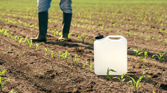 Contenedor de jarra de herbicida en el campo de plántulas de maíz, agricultor caminando en el fondo photo