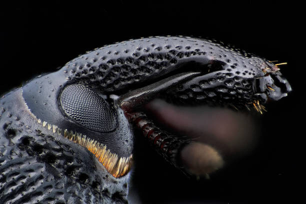 Portrait of a Baris sp weevil, in profile, on a black background.\nPhoto taken in focus stacking, in my micro-studio.