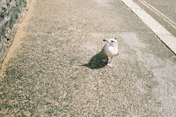 Seagull on the pavement looking at the camera in Newquay, Cornwall on a bright sunny day.