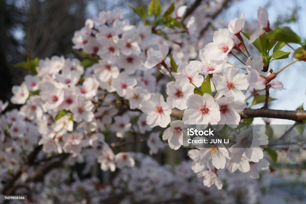 Cherry Introduction Close Up Of Cherry Tree Stock Photo - Download Image Now - April ...