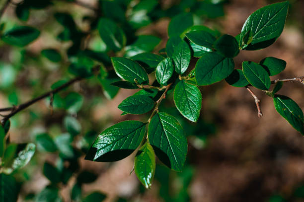 istock close up dark green leaves 1409858367