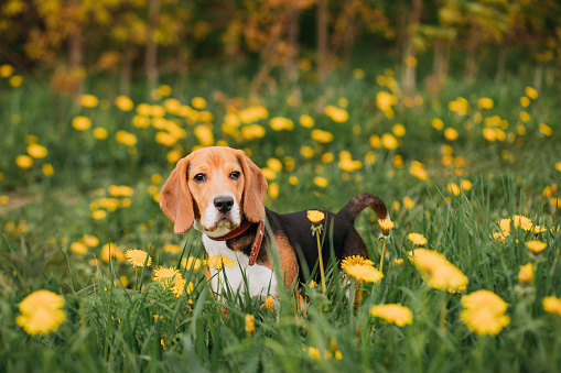 Cute beagle dog standing in a meadow with a lot of bright yellow dandelions. Pet walking in nature in summer day