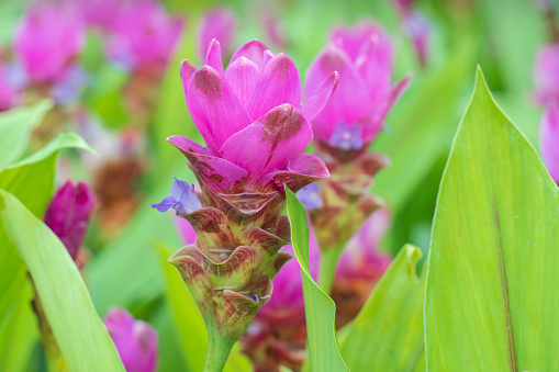 Siam tulip flower or Krachiew flowers, Curcuma sessilis flowers field are blooming in beautyful natural in rainy season at Pa Hin Ngam National park Chaiyaphum Thailand.