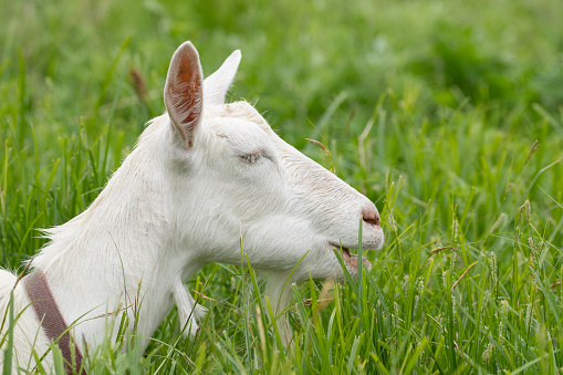 white goat grazing on a fresh green meadow.