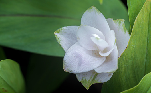 white lily on dark background as a present or giftcard