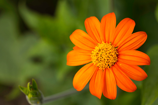 Orange marigold flower in the garden in the morning sunlight with copy space.