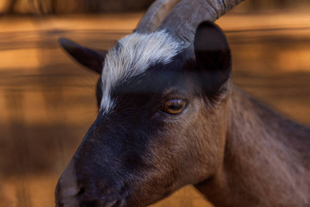 Goat portrait with warm tones and blurred background.