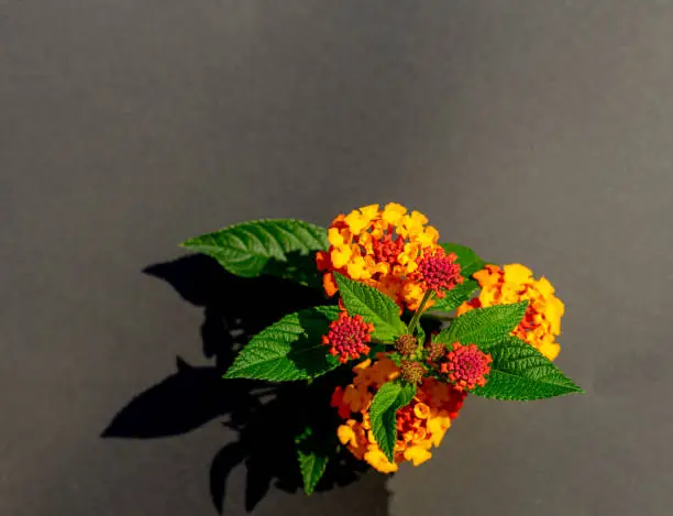 vebena plant with flowers in various phases of growth of reddish orange color with green leaves