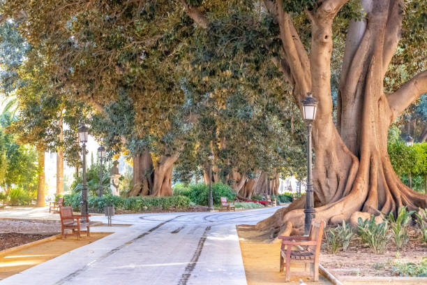 istock Big old trees in a park with leftovers and lamppost 1409863438
