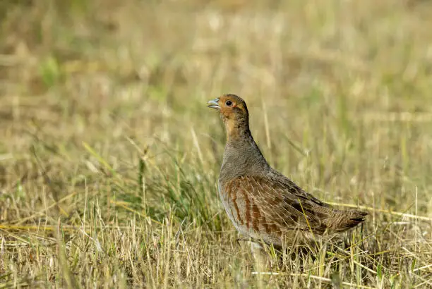 Calling male grey partridge, standing in a meadow.